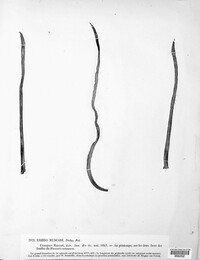 Uromyces muscari image